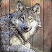 Portrait Of A Wolf Poster
