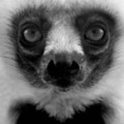 Portrait Of A Young Lemur. Poster