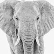 Portrait Of An African Elephant Bull In Monochrome Poster