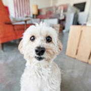 Portrait Of Cute Staring Dog In Living Room Poster