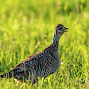 Prairie Chicken Hen Poster