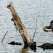 Preening Poster