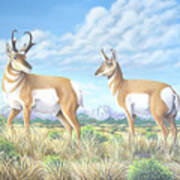 Pronghorn By The Tetons Poster