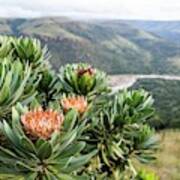 Protea Caffra Plant Growing On A Mountainside Poster