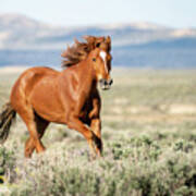 Proud And Free - Wild Mustang Horse Poster