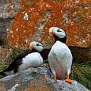 Puffins On A Lichen-covered Cliff Poster
