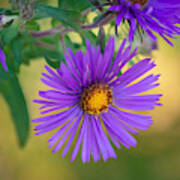 Purple Aster Standing Out Poster