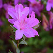 Purple Azaleas In Bloom Poster