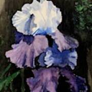 Purple-blue Iris Poster