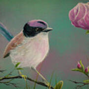 Purple Crowned Fairy Wren Poster