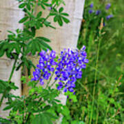 Purple Lupine And Aspen Poster