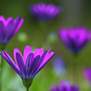 Purple Marguerite Poster