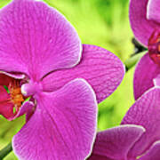 Purple Orchids, Close-up Poster