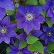 Purple Perennials Poster