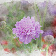 Purple Pincushion Flower In Digital Watercolor Poster