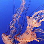 Purple-striped Jellyfish Swimming Poster