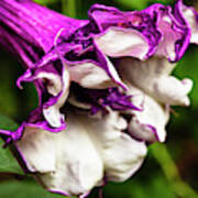 Purple Trumpet Flower Poster