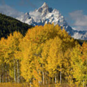 Quaking Aspens And The Tetons Poster