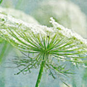 Queen Anne's Lace 3 Poster