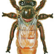 Queen Honey Bee Poster