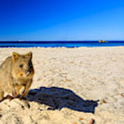 Quokka On The Beach Poster