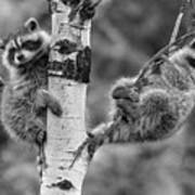 Raccoon Babies Exploring Poster