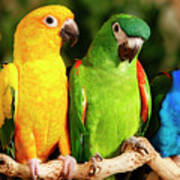 Rainbow Parrots Poster
