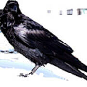 Raven In Snow Poster