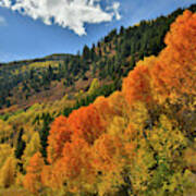 Red Aspens Along Highway 133 Poster