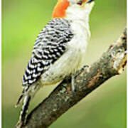Red Bellied Woodpecker, Female On Tree Branch Poster