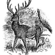 Red Deer Stag Engraving Poster