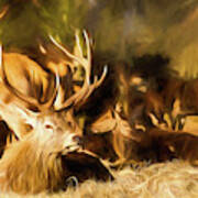 Red Deer Stag Painting Poster