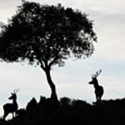 Red Deer Stags And A Holm Oak Tree Silhouetted Parque Poster