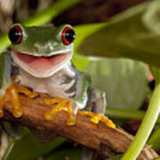 Red-eyed Tree Frog Smile Poster