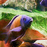Red Fin Borleyi Cichlid Rising Poster