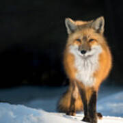 Red Fox At Sunset Poster