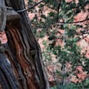 Red Heart, Bryce Canyon Poster