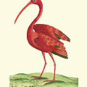 Red Ibis Poster