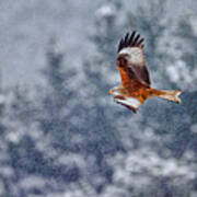 Red Kite In The Snow Storm Poster