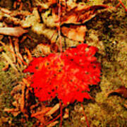 Red Leaf On Mossy Rock Poster
