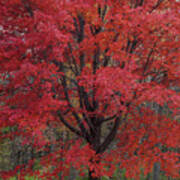 Red Maple Splendor Poster