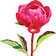 Red Peony With Leaves Poster