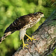 Red Shouldered Hawk Looking For Prey Poster