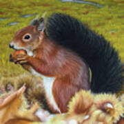 Red Squirrel Eating Sweet Chestnut Poster