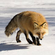 Red-tailed Fox With Eyes On The Prey Poster