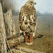 Red Tailed Hawk Poster