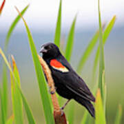 Red-winged Blackbird Poster