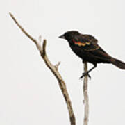 Red Winged Blackbird Poster