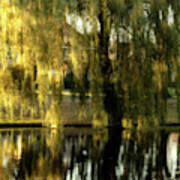 Reflecting Weeping Willow Tree Poster