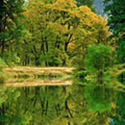 Reflection Of Trees In Merced River Poster
